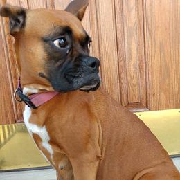Boxers from Price Purebred Boxers