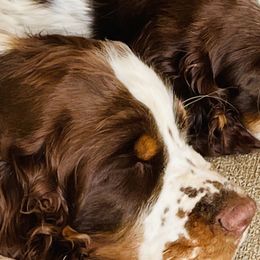 English Springer Spaniels from Cedarhome Springers