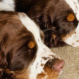 English Springer Spaniels from Cedarhome Springers