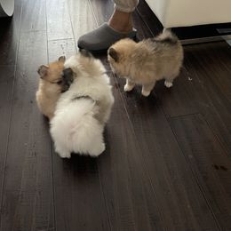 Pomeranian Puppies from ARC Kennels