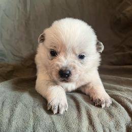 Boy 3 - Blue male Australian Cattle Dog puppy in Irvington, Kentucky from Dry Valley’s Australian Cattle Dogs