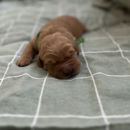 Green collar- Snoopy - Dark golden male Golden Retriever puppy in El Dorado Hills, California from Golden Wiggle Retrievers