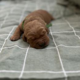 Green collar- Snoopy - Dark golden male Golden Retriever puppy in El Dorado Hills, California from Golden Wiggle Retrievers