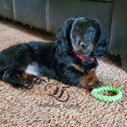 Dachshund Puppies from Dumbledores Mini Dachshunds