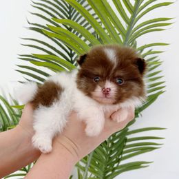 Messi - Chocolate and tan Pomeranian puppy in Menifee, California from Petite Poms Of CA