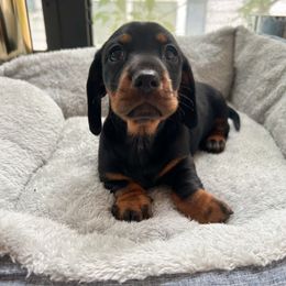 Girl 2 - Black and tan female Dachshund puppy in Mobile, Alabama from Katrina's Dachshunds