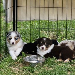 Australian Shepherds from Azura Aussies