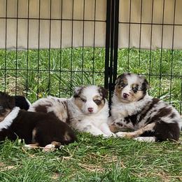 Australian Shepherds from Azura Aussies
