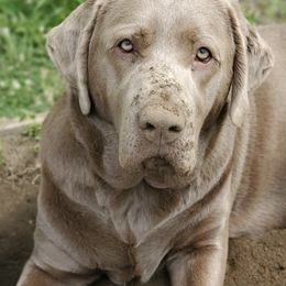 Dilute Retrievers and Labrador Retrievers from Burt Hill labs