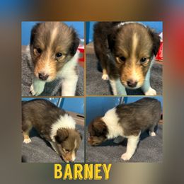 Barney - Sable and white male Shetland Sheepdog puppy in Pensacola, Florida from Nancy Barger's Siberian Huskies