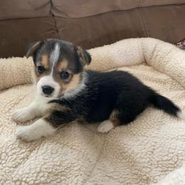 Broderick - Black and tan male Pembroke Welsh Corgi puppy in Grand Junction, Colorado from Mount Garfield Corgis