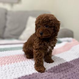 California - Red  female Poodle puppy in Port Arthur, Texas from Perfect Paw Kennel