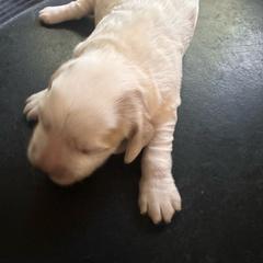 Snowball - Lemon and white male English Cocker Spaniel puppy in Bainbridge, Georgia from Chapman Bird Dogs