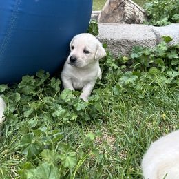 Labrador Retriever Puppies from Gem State English Labrador Retrievers