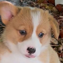 AKC Jimbo - Blue Pembroke Welsh Corgi puppy in Parsons, Tennessee from Classy Country Corgis