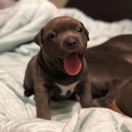 American Bully Puppies from 49th State Kennels