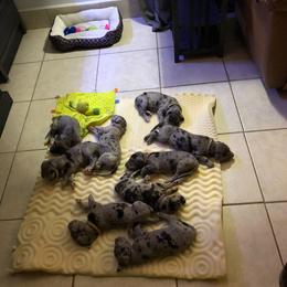Dachshund and Great Dane Puppies from KIAYA BUTLER