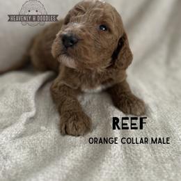 Reef - Red  male Goldendoodle puppy in Inez, Texas from Heavenly H Doodles