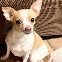 Chihuahua Puppies from Pittsburgh Paw Prints