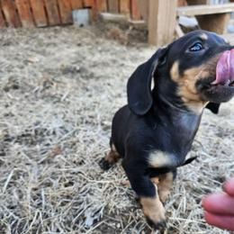 Girl 2 Amira - Black and cream female Dachshund puppy in Neola, Iowa from Eiram Dachshunds
