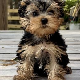 Canasta - Blue and gold male Yorkshire Terrier puppy in Lake Helen, Florida from FronkLinn Kennel