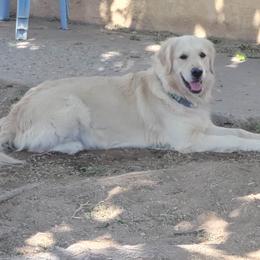 Golden Retriever All Grown Up from Teeter's Desert  Goddess Goldens