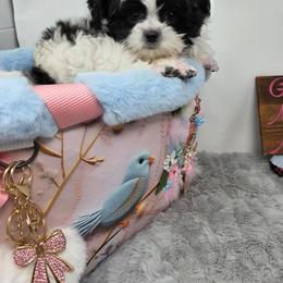 Midwest Mini Emma - White female Mi-Ki puppy in Clearwater, Kansas from Midwest Mini Mi-kis