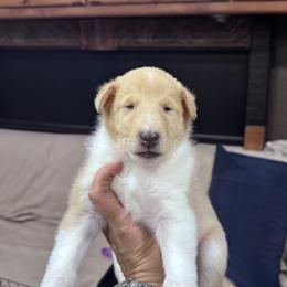 Sal aka Salchow - Sable merle and white male Collie puppy in Bennett, Colorado from CYNDELLA COLLIES