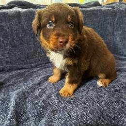 Snickers - RTM - Red tri-color male Australian Shepherd puppy in Duluth, Minnesota from Frozen Nort Aussies