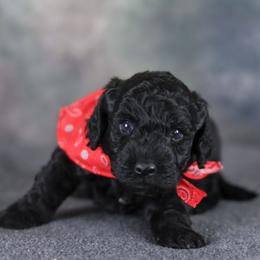 Pooh - Black and white male Aussiedoodle puppy in Casa, Arkansas from Blue Diamond Puppies