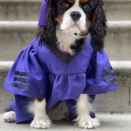 Cavalier King Charles Spaniel Puppies from Cassie’s Cavaliers