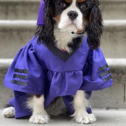 Cavalier King Charles Spaniel Puppies from Cassie’s Cavaliers