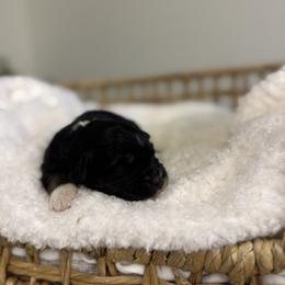 Black Tri Male 2 - Black tri male Miniature Australian Shepherd puppy in Stuart, Virginia from Apple Tree Mini Aussies
