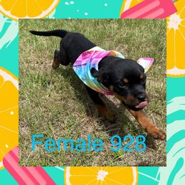 Female 928 - Black and mahogany female Rottweiler puppy in Ocala, Florida from Southeast Companion & Protection Dogs
