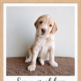 Windy - Cream female Goldendoodle puppy in Frostproof, Florida from Lover Dover Doodles