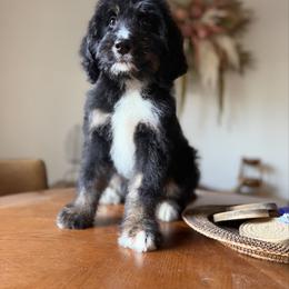 Rocky - Tri-color male Bernedoodle puppy in Ocala, Florida from Bernedoodles of Florida