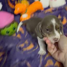 Tripp - Fawn (isabella) and tan male Dachshund puppy in Erie, Michigan from Champagne’s Grinch Toe’d Dachshunds