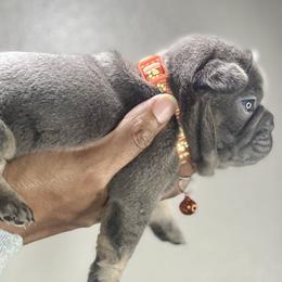 Boy 1 - Tricolors French Bulldog puppy in Dallas, Texas from StaCCked Up Frenchies