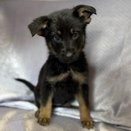 Rixa - Purple Collar - Black and tan female German Shepherd puppy in Greenwood, Arkansas from West Haus Shepherds