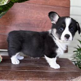 Jenny - Black and tan female Pembroke Welsh Corgi puppy in Creston, Iowa from GSF Pembroke Welsh Corgis
