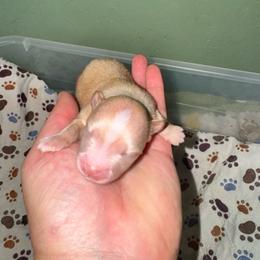 Cream Puff - Cream parti male Pomeranian puppy in Knoxville, Tennessee from Thea's Puppies