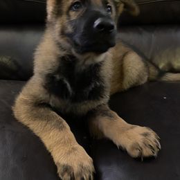 German Shepherd Puppies from Eisenkraft K9’s