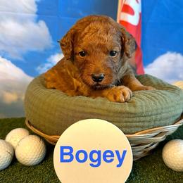 Bogey - Red  male Goldendoodle puppy in Chelan, Washington from North Cascades Doodles