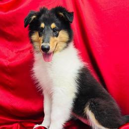 Trixie - Black white and tan female Collie puppy in Groveland, Florida from Palmhaven Collies