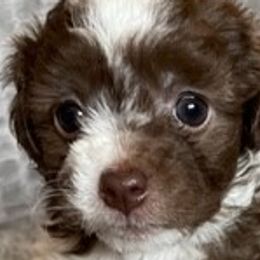 Charlie - Chocolate Havanese puppy in Tacoma, Washington from T&T Havanese