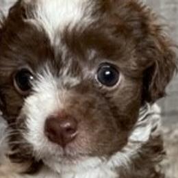 Charlie - Chocolate Havanese puppy in Tacoma, Washington from T&T Havanese