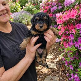 Rylie - Phantom female Bernedoodle puppy in Milton, Florida from Sutton Place Doodles