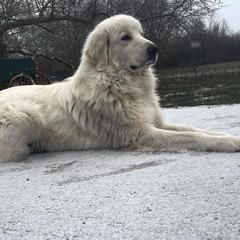 Colorado Mountain Dog Puppies from Mill Iron Farms