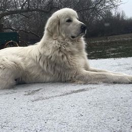 Colorado Mountain Dog Puppies from Mill Iron Farms