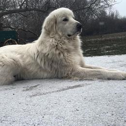 Colorado Mountain Dog Puppies from Mill Iron Farms